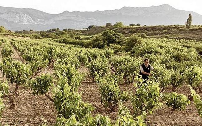 Una persona vendimiando en una finca de la Rioja Alavesa.