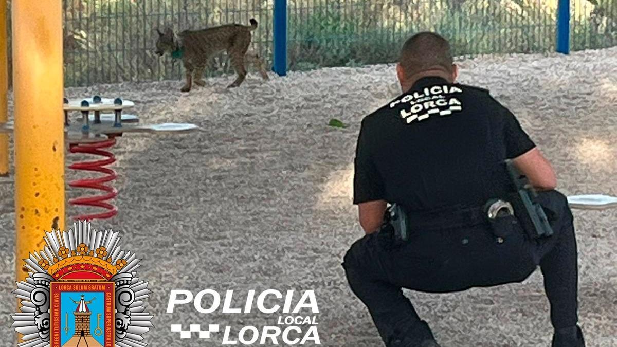 El lince fue hallado en el interior del patio de una guardería de Lorca.