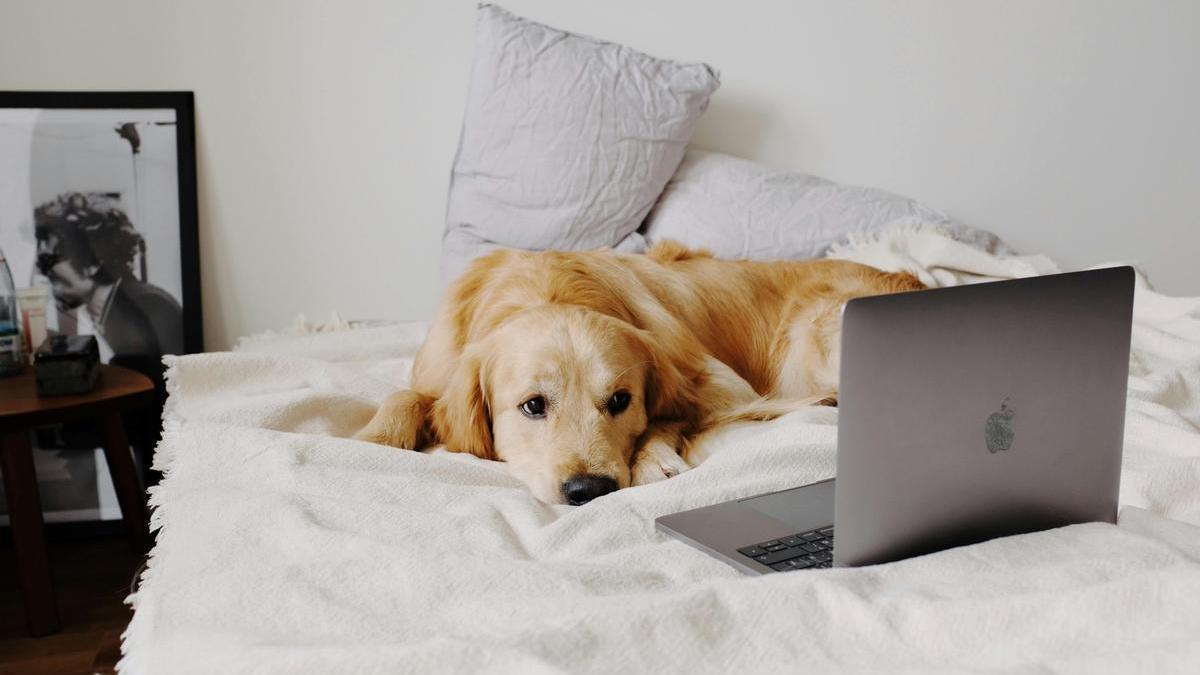 Golden retriever descansando en la cama