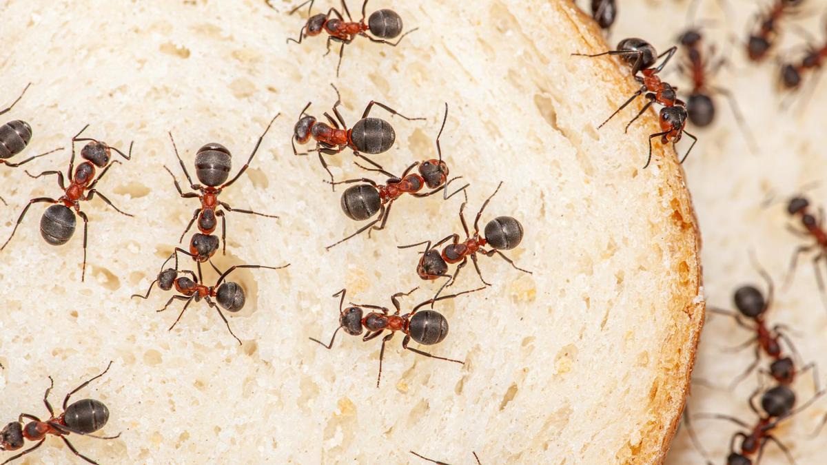 Un grupo de hormigas se ceba con unas rebanadas de pan.