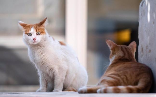 Egungo estalkia teila tradizional kurbatuzkoa da, eta Tectum Pro BMI sistemarekin berritzea proposatu da, teila arabiarraren ordez dagoenaren antzekoa den kolorezko teila zeramiko mistoa jarriz.