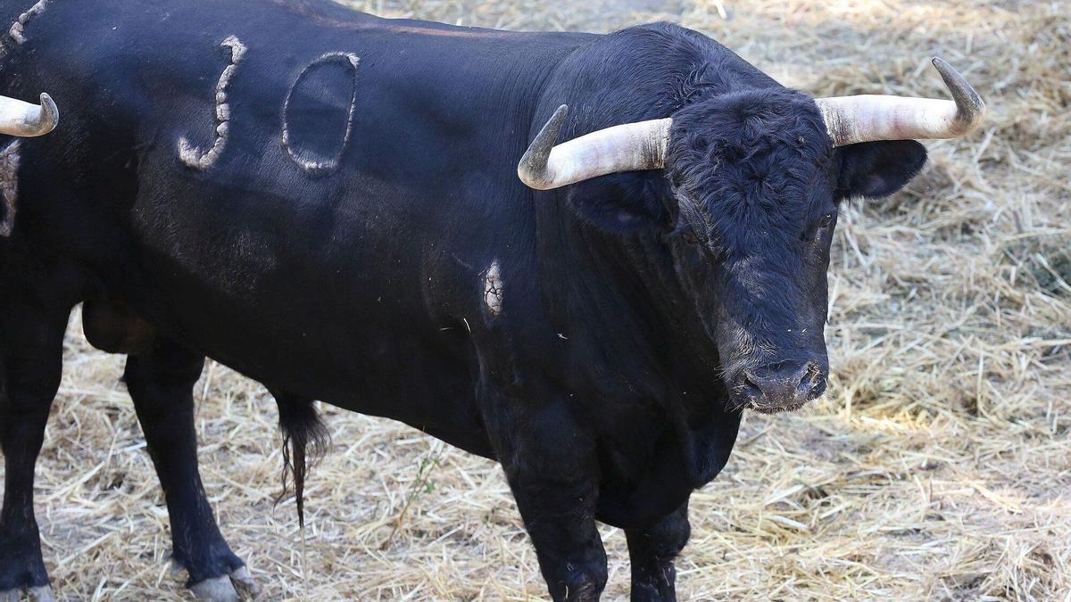 Quinto encierro de San Fermín con toros de Núñez del Cuvillo