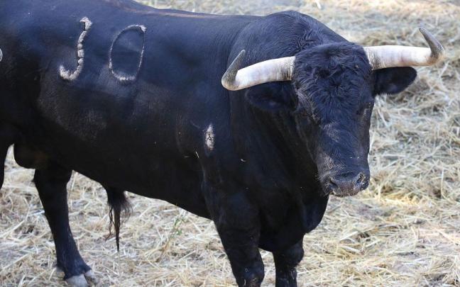 Quinto encierro de San Fermín con toros de Núñez del Cuvillo