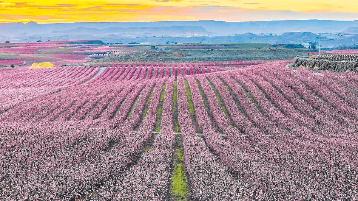 Contemplar el cromatismo de la floración de los árboles frutales es uno de los reclamos de Lleida.