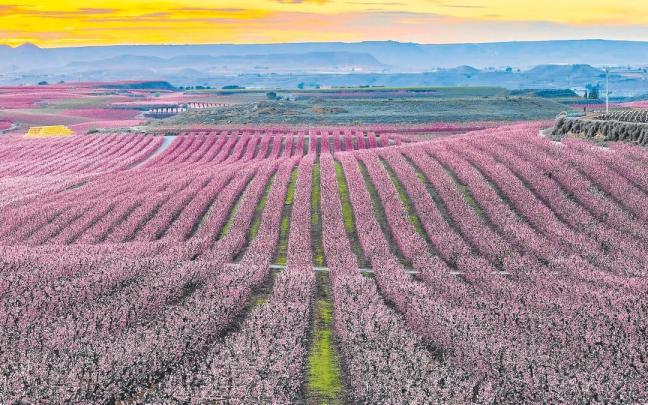 Contemplar el cromatismo de la floración de los árboles frutales es uno de los reclamos de Lleida.
