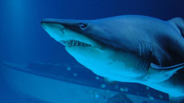 Imagen de archivo de un tiburón.