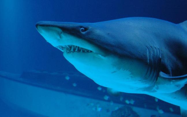 Imagen de archivo de un tiburón.