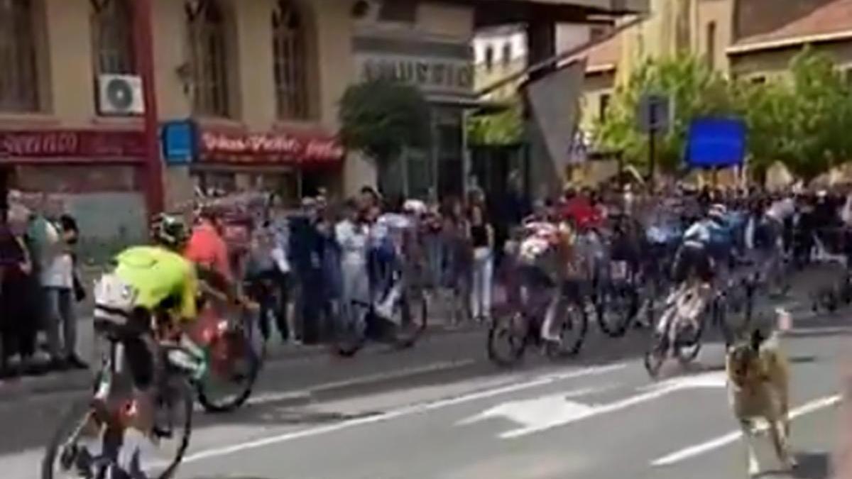 El perro, corriendo entre los ciclistas a su paso por Haro.