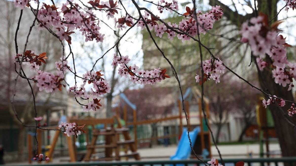 Almendros en flor en un parque de Pamplona.