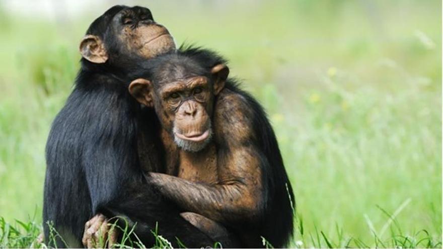 El comportamiento homosexual se ha observado en al menos 51 especies de primates.