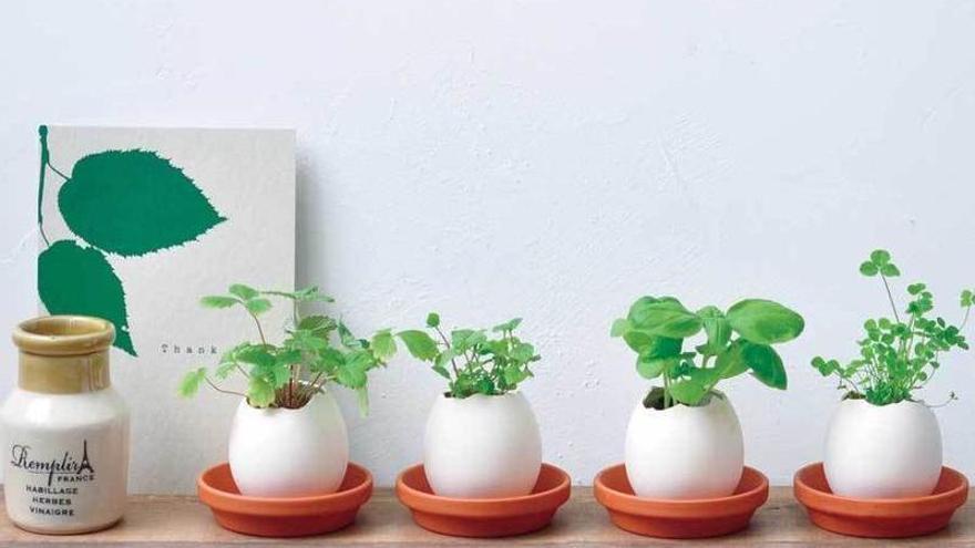 Varios 'egglings' con diferentes plantas.