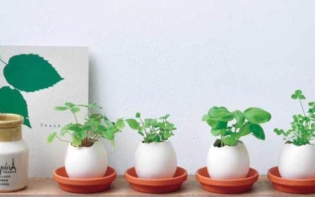 Varios 'egglings' con diferentes plantas.