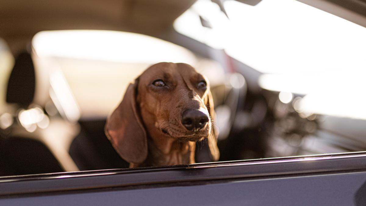 Un perro viaja en un coche.
