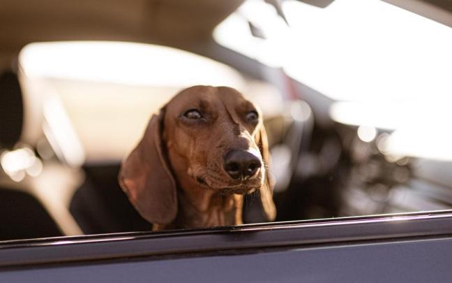 Un perro viaja en un coche.