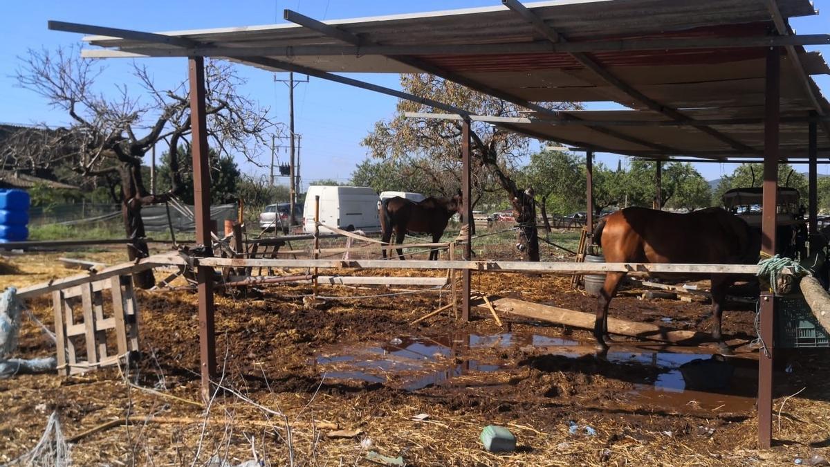 Caballos en una cuadra.