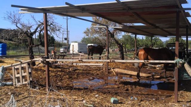 Caballos en una cuadra.