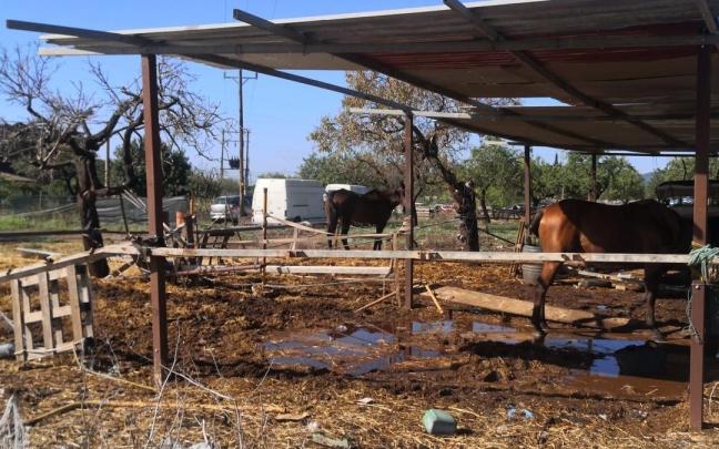 Caballos en una cuadra.