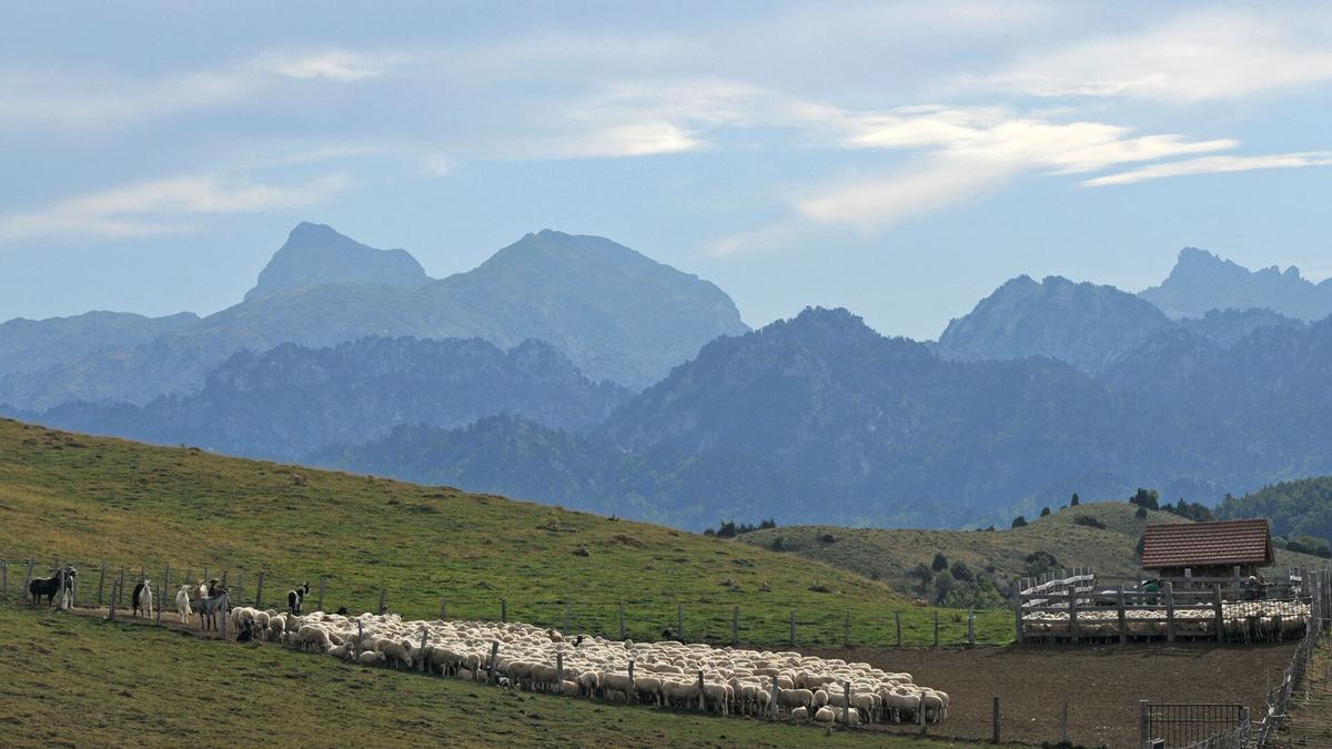 Ovejas pastando en el valle de Belagua, en el término de Isaba.