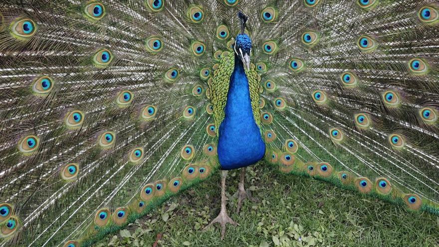 El pavo real de Unai Segade.