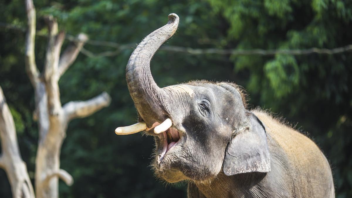 En el mundo hay más de 6.000 especies de mamíferos.