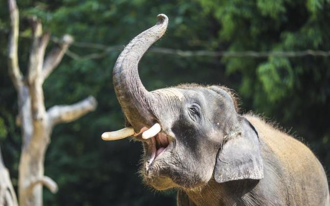 En el mundo hay más de 6.000 especies de mamíferos.