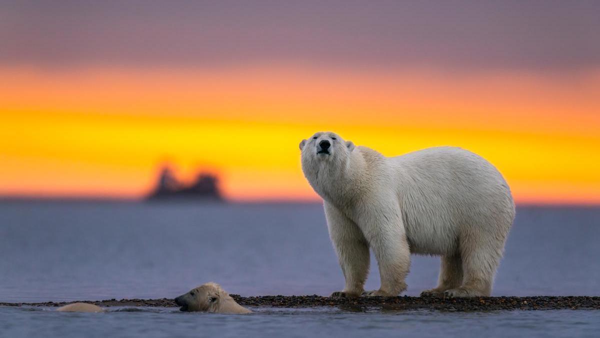 Un oso polar con sus crías.