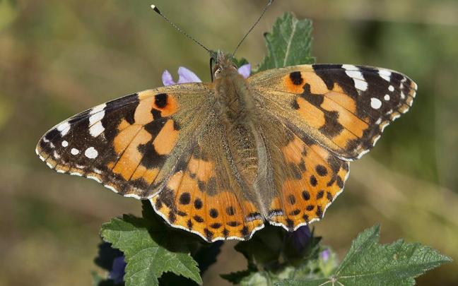 Hegaztiak, tximeletak eta kultur paisaiak dira Arabako parke naturalen udaberriko eskaintzaren protagonistak.
