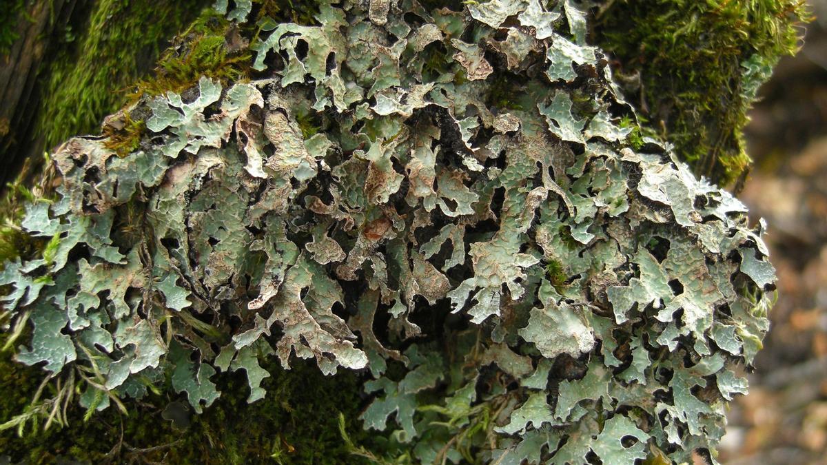 El liquen folioso Parmelia Barrenoae fotografiado en Edgewood Blue, región de Wells Gray, Columbia Británica, Canadá.