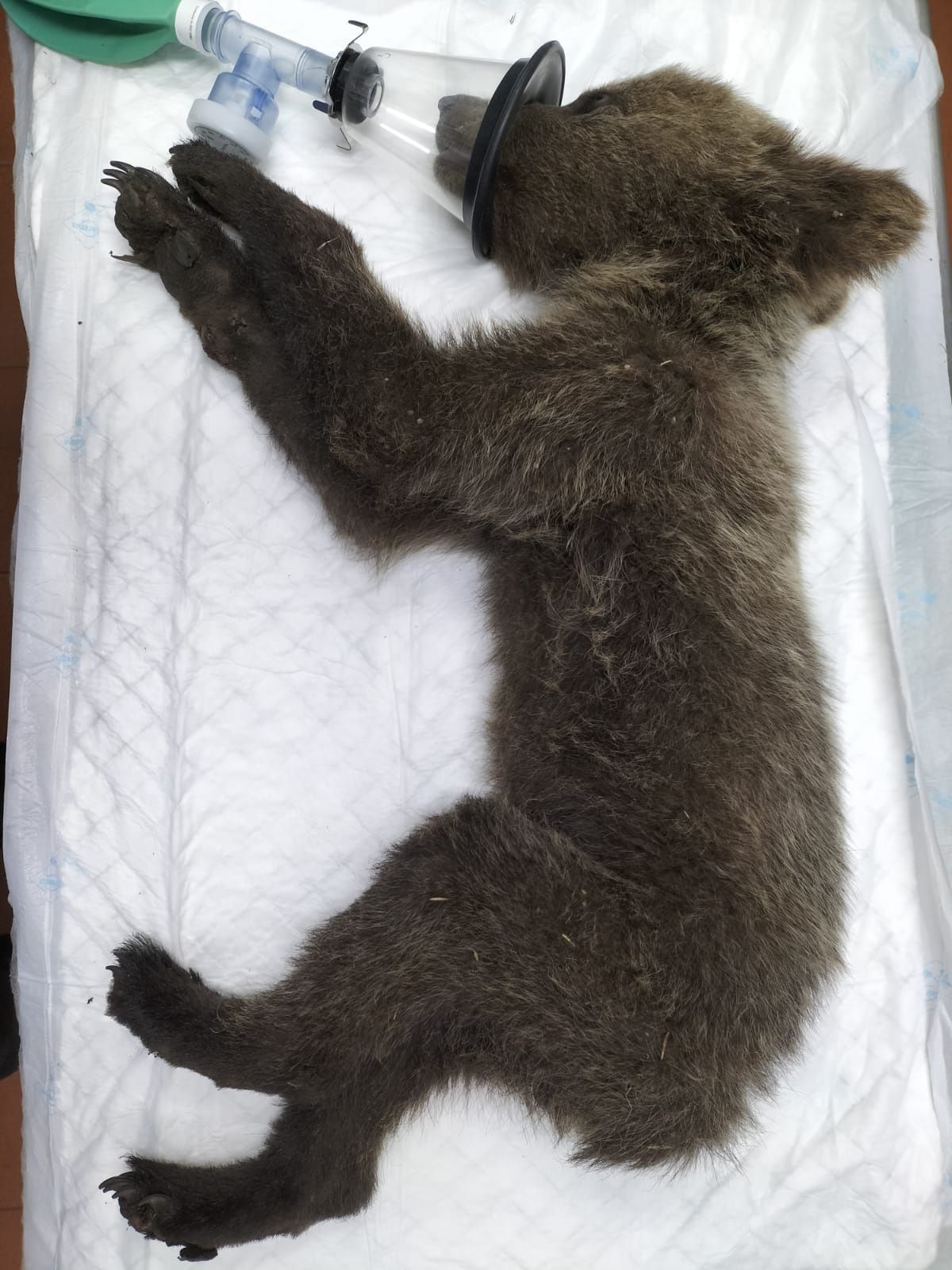 El oso Barniedo, durante su estancia en el CRAS de Valladolid.