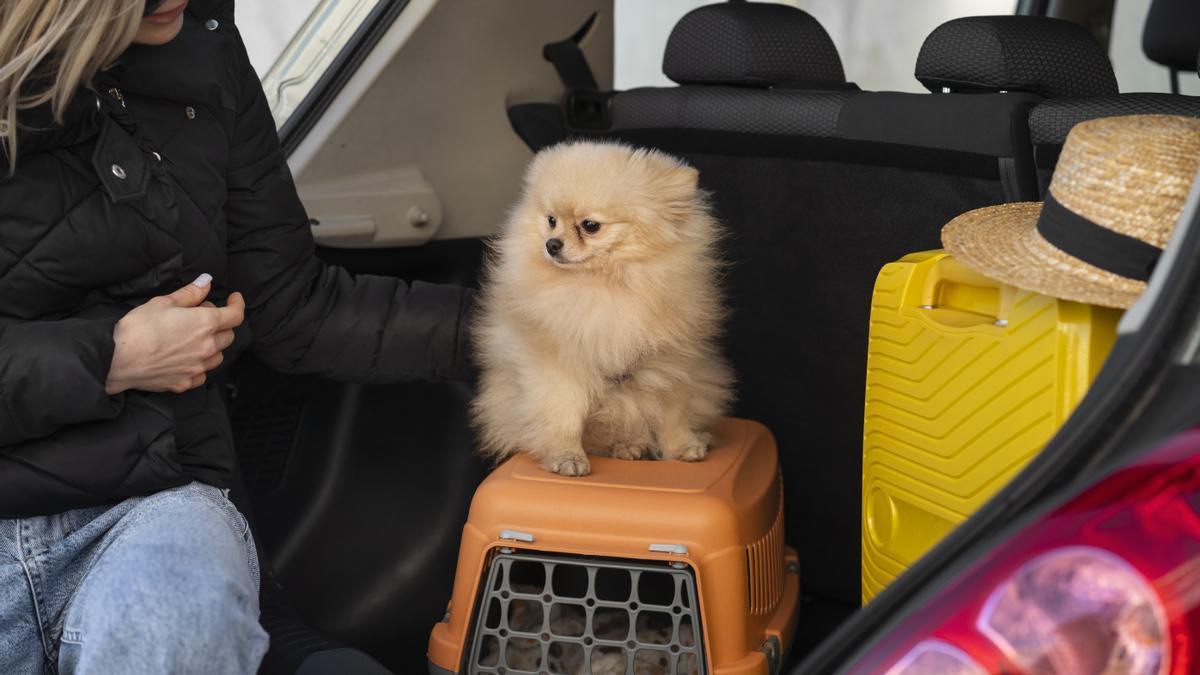 Los transportines bien colocados ofrecen seguridad y comodidad a las mascotas.