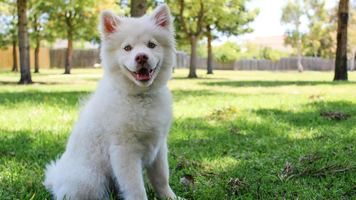 Cachorro de color blanco en el parque