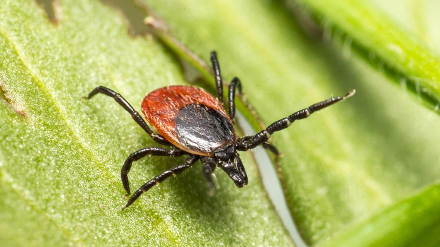 Una garrapata.