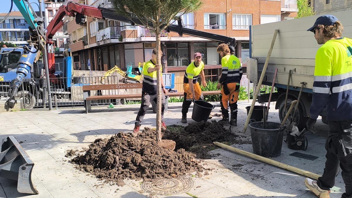 115 árboles han sido plantados en Irun