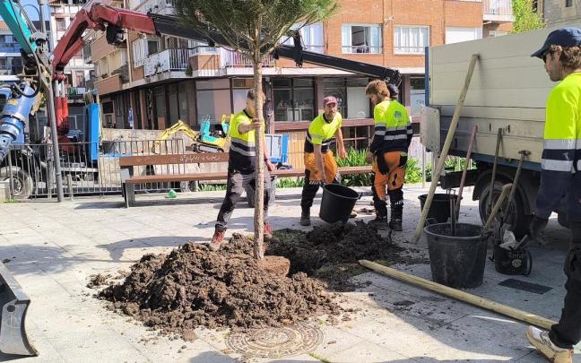 115 árboles han sido plantados en Irun
