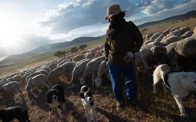 Un ganadero con su rebaño en Murcia.