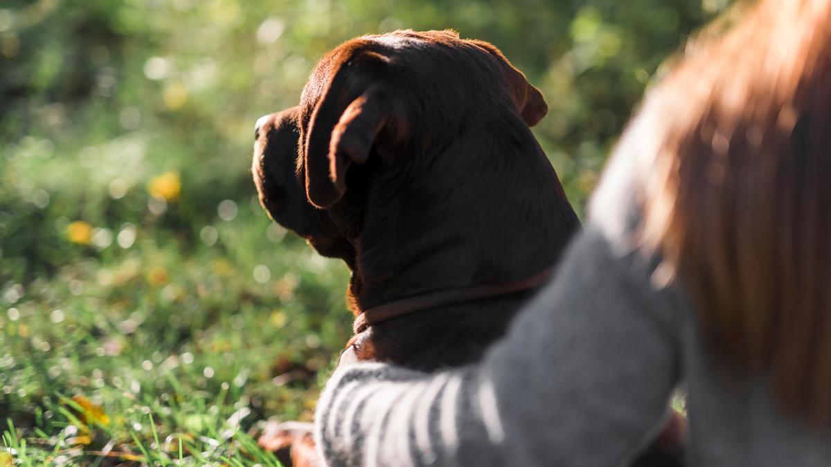 La convivencia entre humanos y mascotas se logar con confianza mutua.