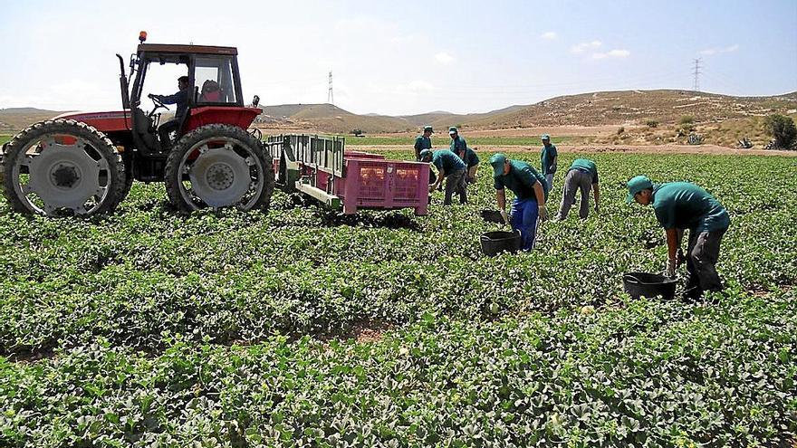 La subida salarial de los trabajadores de la agricultura fue del 3,63%. | FOTO: E. P.