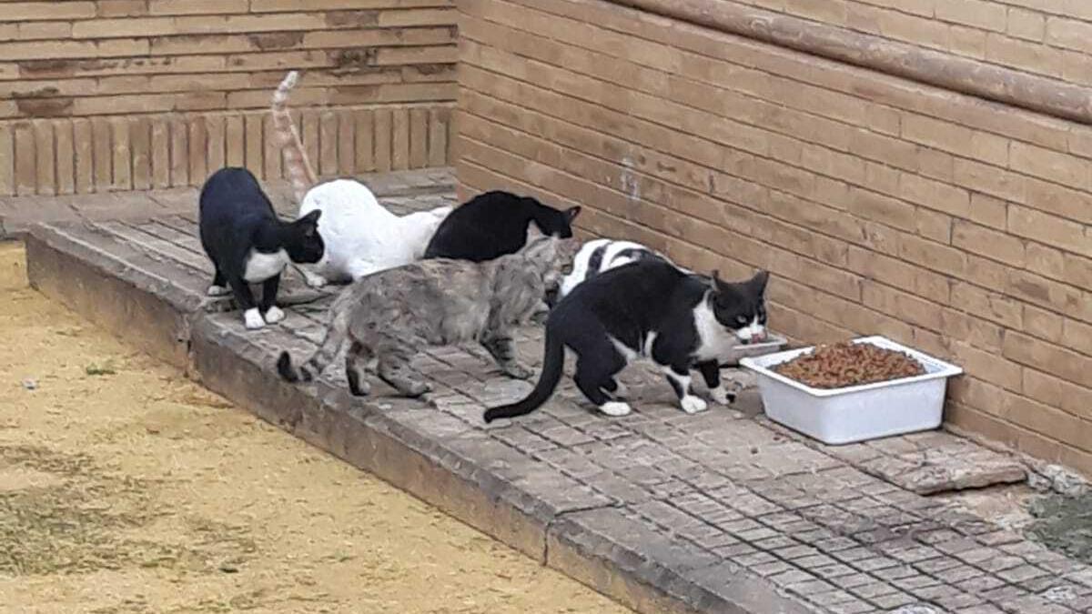 Una colonia de gatos callejeros se alimenta.