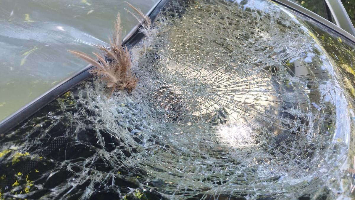 Un buitre se estrella contra un coche en la A-15 en Imotz