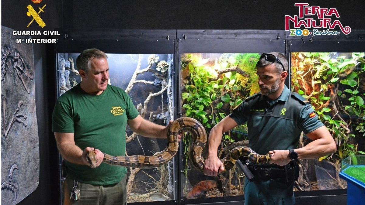 Un agente de la Guardia Civil y un empleado de Terra Natura con la Boa constrictor.