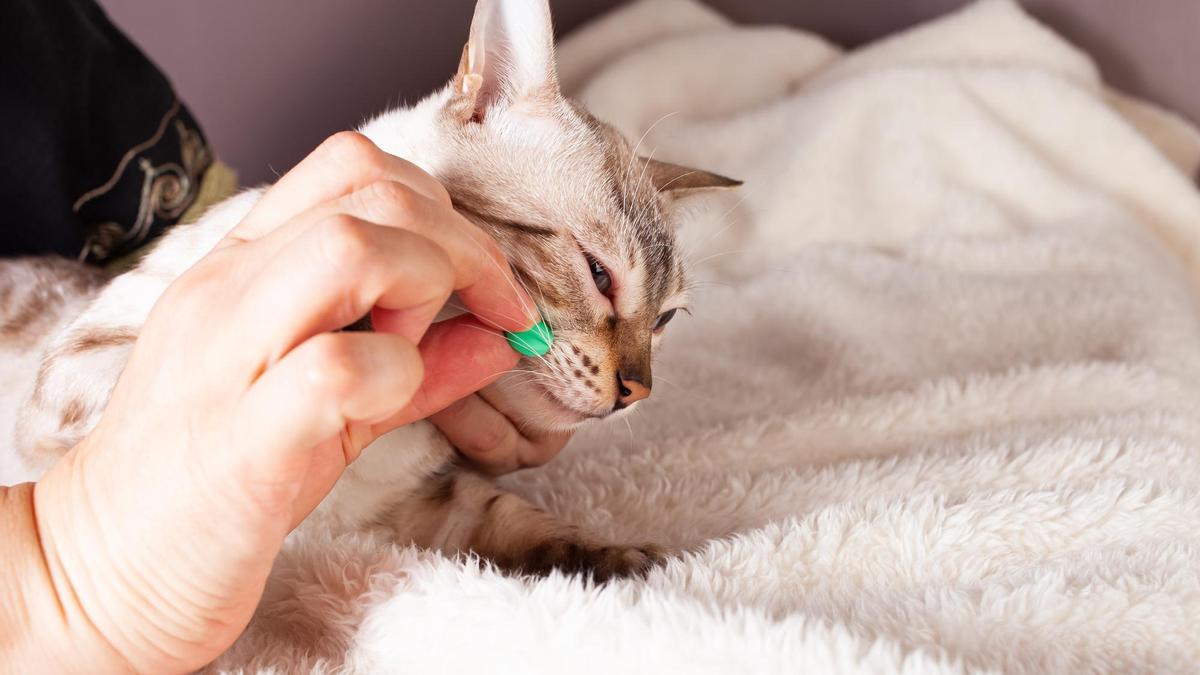 Un gato se resiste a tomar su medicamento.