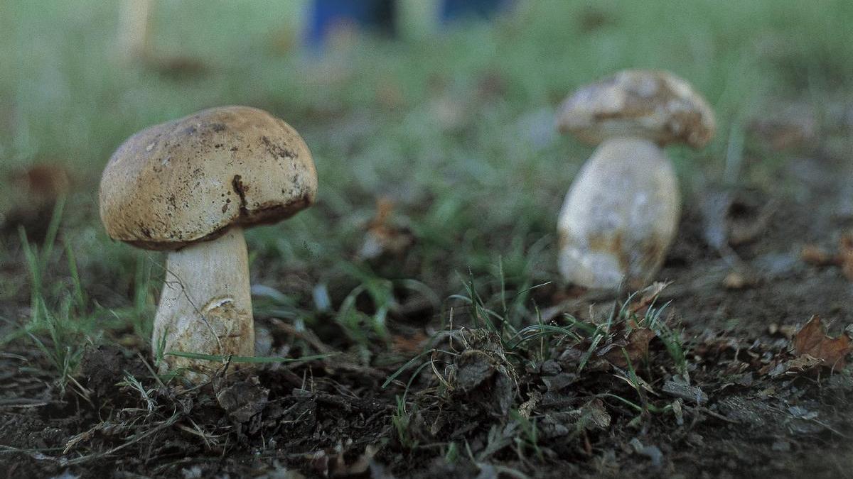 Hongos en un monte de Álava