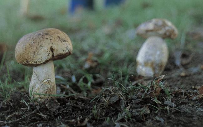 Hongos en un monte de Álava