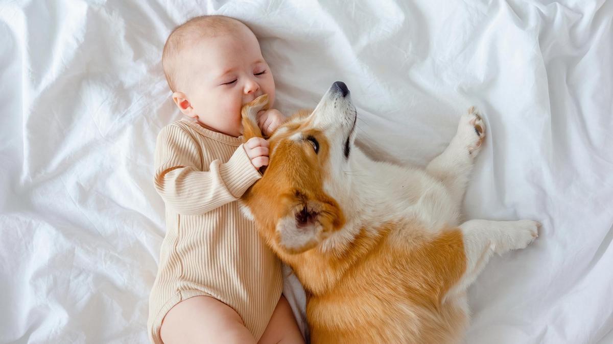 Los perros suelen mostrarse pacientes con los bebés humanos.