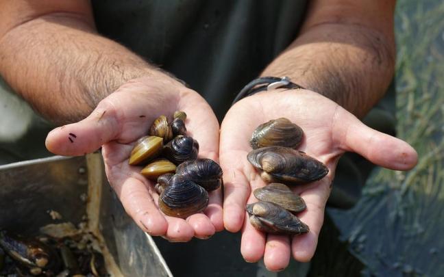 Una persona sostiene ejemplares de almeja asiática / Pablo José Pérez