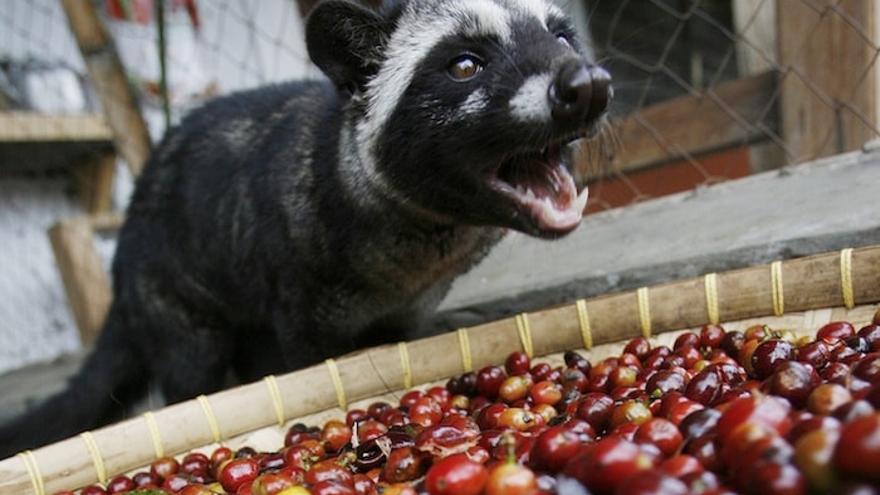 Las civetas salvajes, autóctonas de Indonesia, seleccionan las bayas de café más maduras y sabrosas.