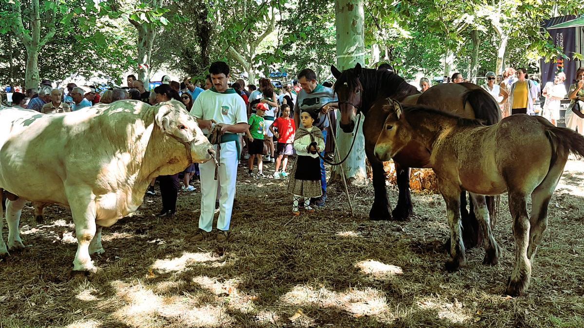 El toro charolés y la yegua, junto a su inseparable potro, que subieron a la báscula para las apuestas en la feria ganadera de San Roke en Amurrio