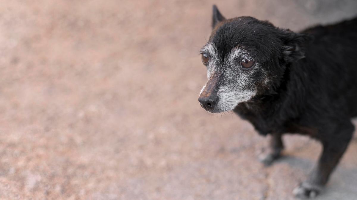 Las canas también son un síntoma de edad avanzada en los perros.