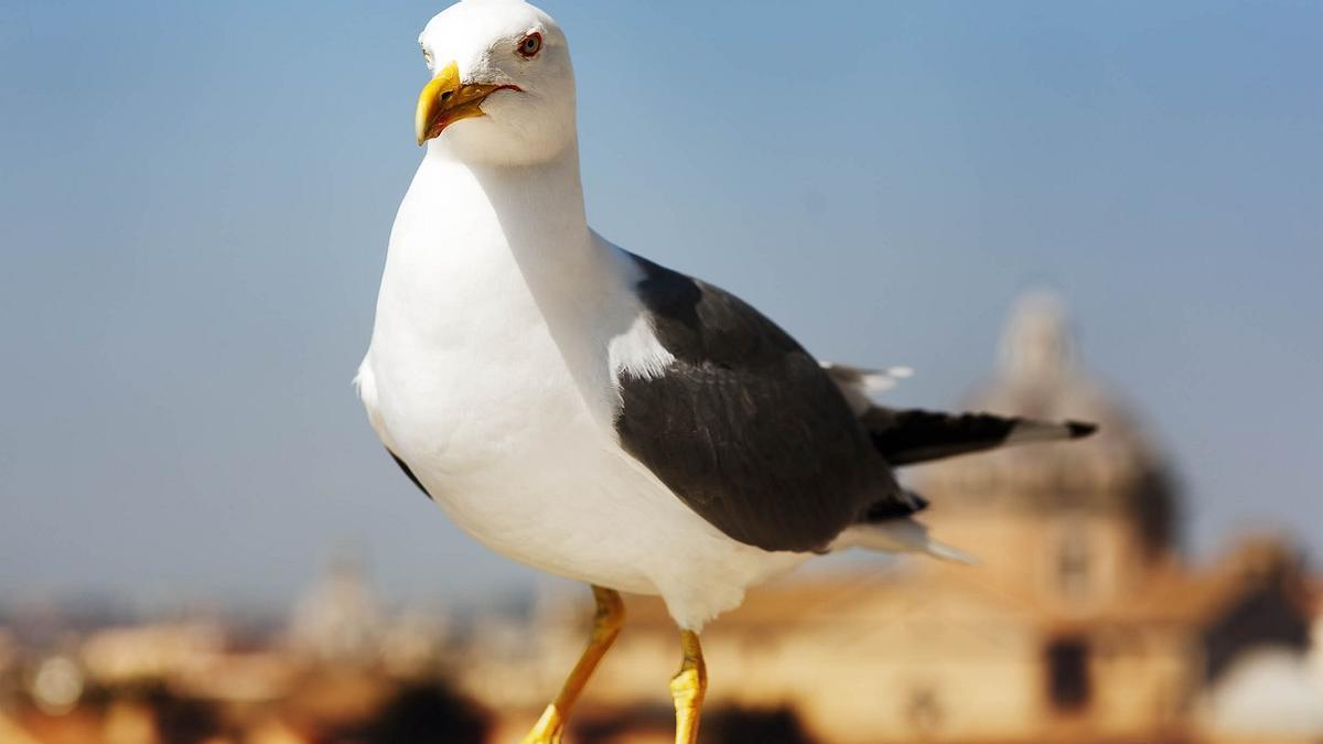 Una gaviota ajena a esta historia; en principio esta no maúlla.