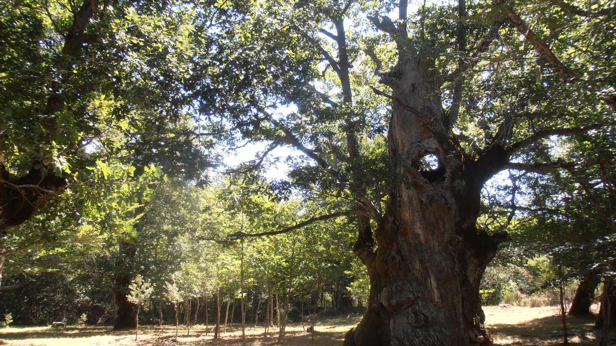 El Roble Tres Mojones, uno de los monumentos natural de Burgos